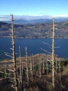 Standing dead trees on a steep slope down to a wide blue river with mountains in the background on the other side of the river.