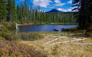Dried grass and gray weathered logs in the foreground, a blue lake in the mid-ground, and beyond the trees on the far shore of the lake, a symmetrical snowless mountain rising to the sky