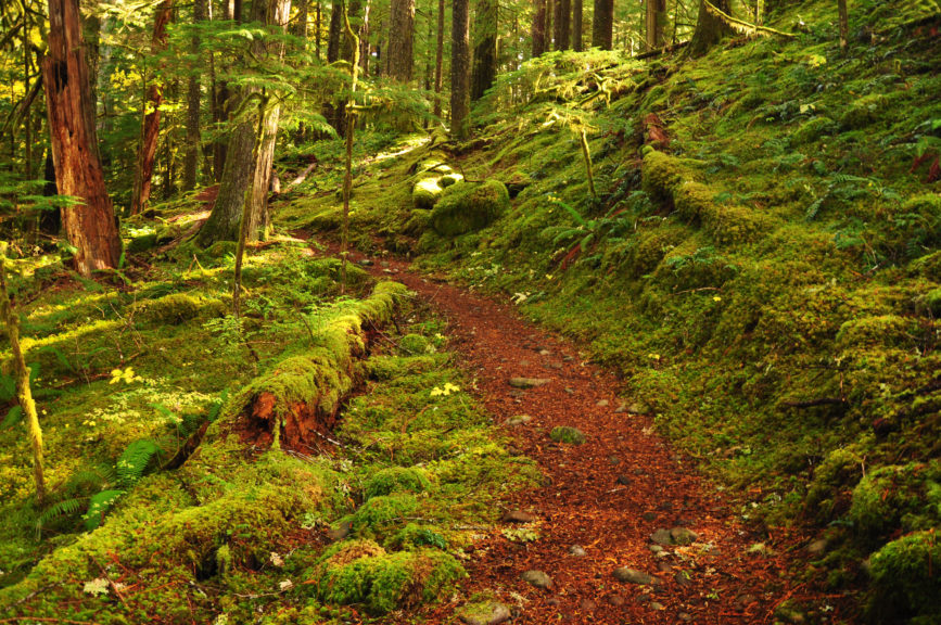 A trail through a mossy forest