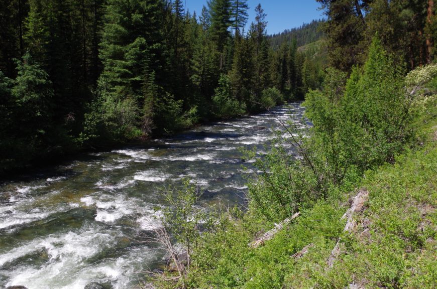 A whitewater river bounded by coniferous trees on steep banks and a steep slope in the distance.