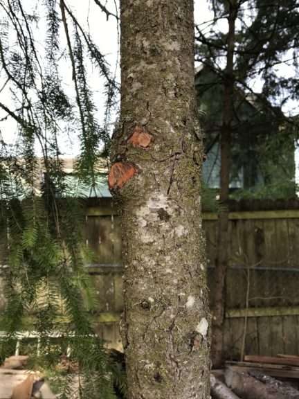 The trunk of a tree with bright patches where two branches have been freshly cut off.