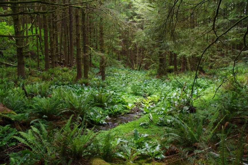 Dense green ground foliage in a boggy area with closely spaced conifers surrounding it.