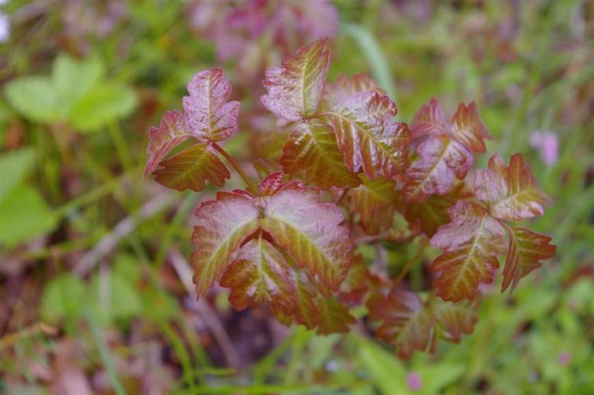 A close-up of shiny reddish-greenish leaves on a branch. 
