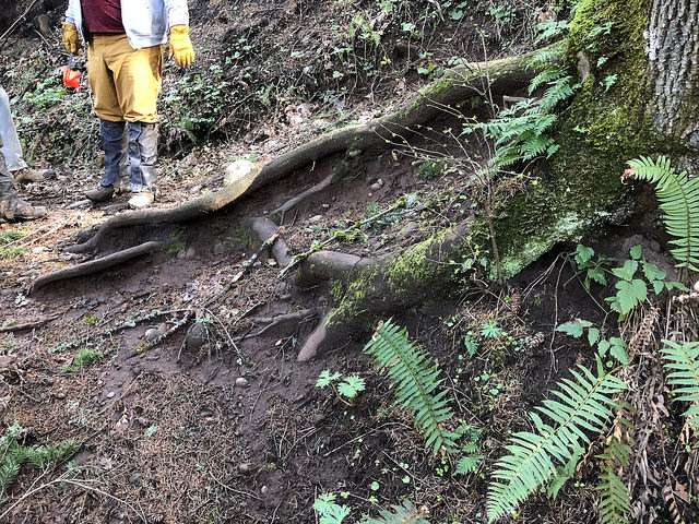 Tree roots cross a trail.