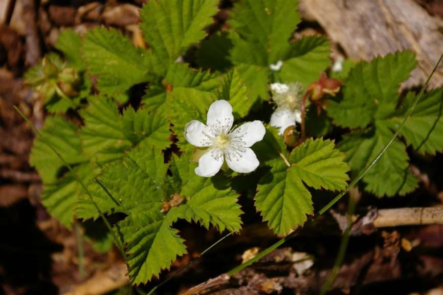A solitary five-petaled white flower against a backdrop of toothed leaves