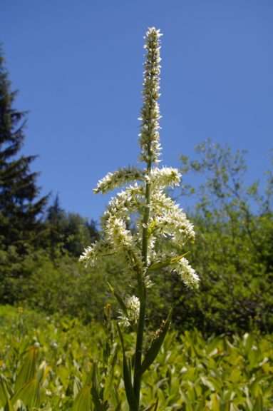 A tall-stemmed plant with dense clusters of flowers radiating out from the stem.
