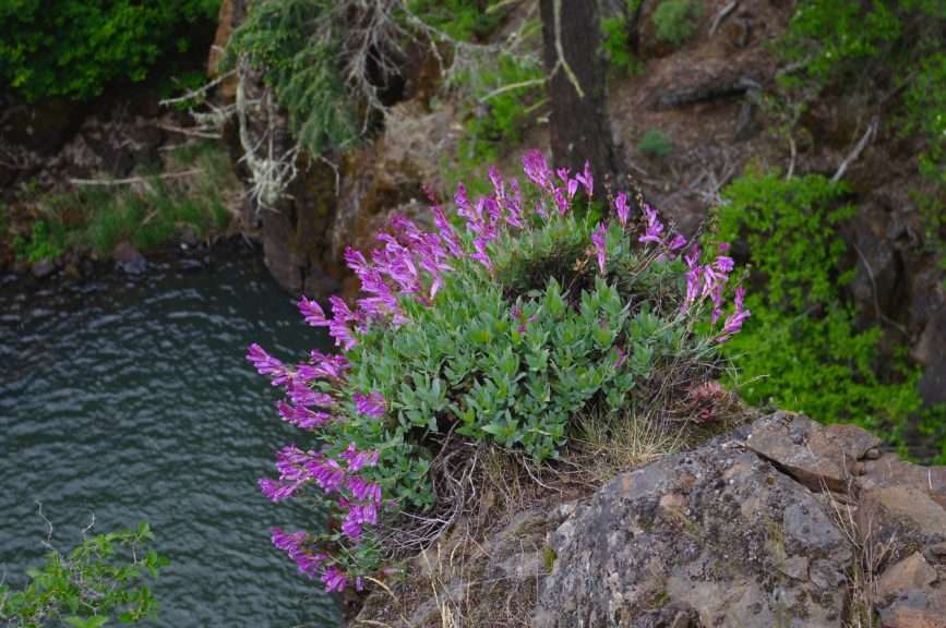 A rock with a growth of purple-flowering plants on top of it, leaning out over water.