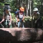 Three people look at a log across a hiking trail.