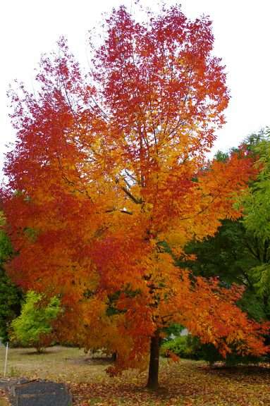 A tall tree filled with red and orange leaves.