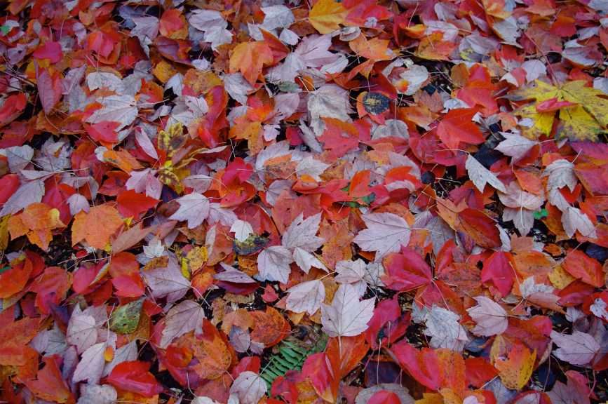 Red, orange, and light purple maples leaves on the ground.