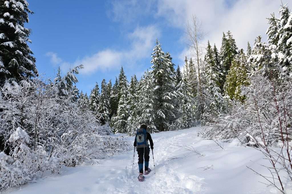 A woman on snowshoes walks a trail through snow-covered trees.