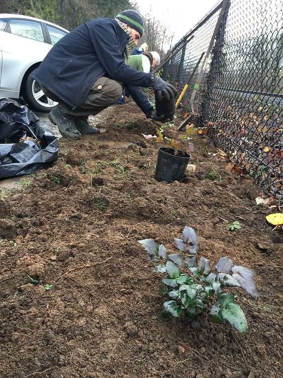A squatting worker upends a plastic plant pot over the dirt along a fence line, next to an already planted small Oregon grape in the foreground.