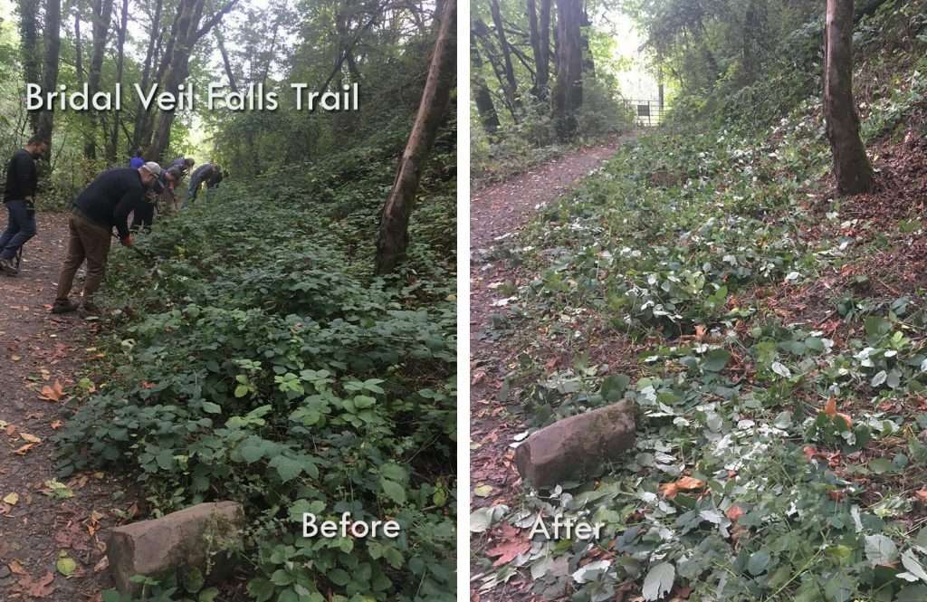A “before” photo of a half-dozen workers bending over two-foot tall bushes along a trail, and an “after” photo of the same area with just leaves left on the ground.