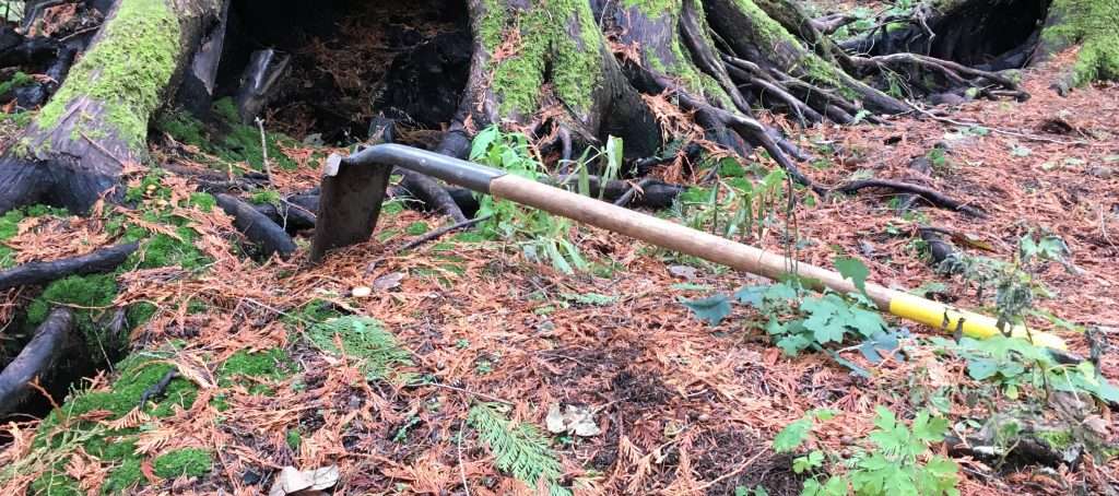 A long-handled tool at the base of a tree.