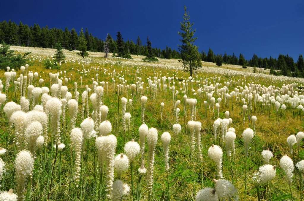 Large fuzzy white flowers bloom in a hillside meadow.