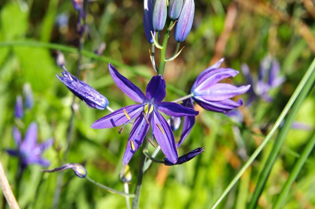 A violet-blue star-like flower against a backdrop of green.