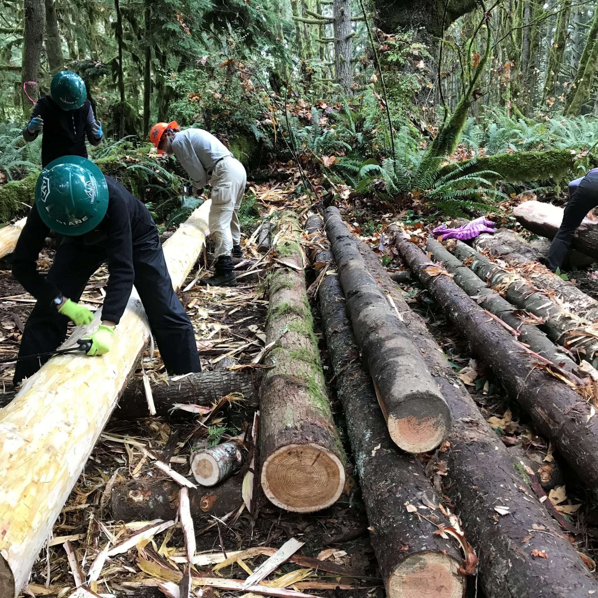 Three men wearing hardhats with tools in hand, bending over logs.