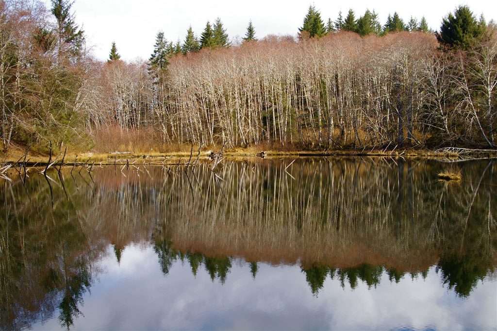 A lake reflecting leafless alder trees.