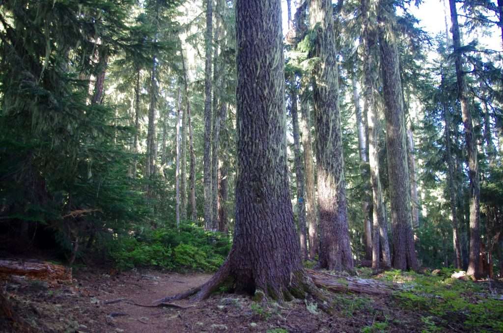 Tall trees shading a hiking trail.