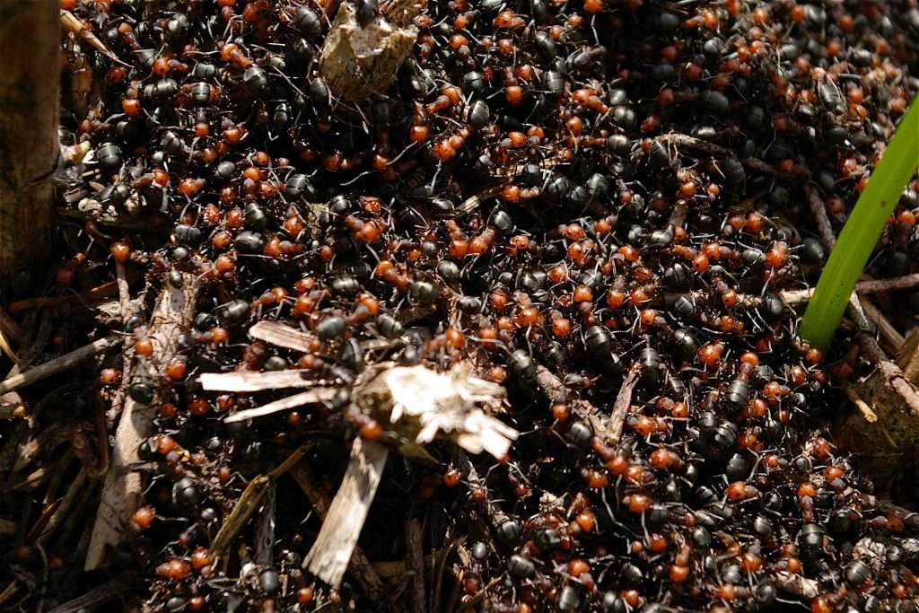 Dozens of red- and black-bodied ants totally covering a surface.