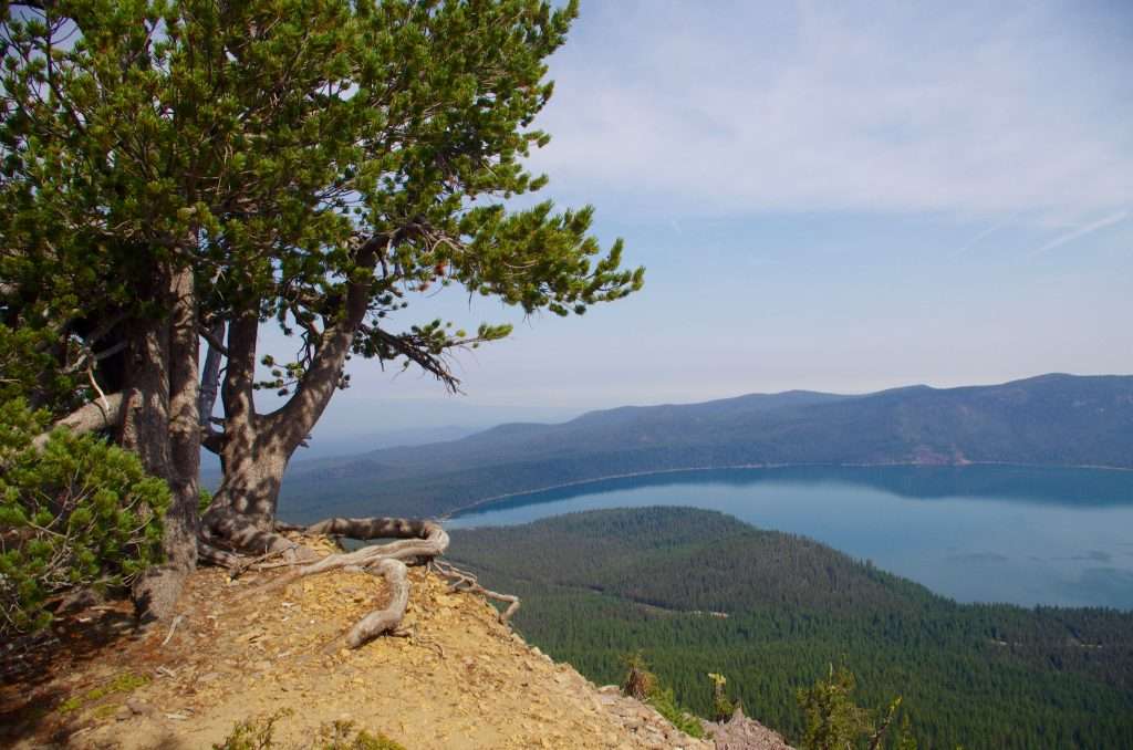 A pine tree sits atop a cliff above a forest-rimmed lake far below.