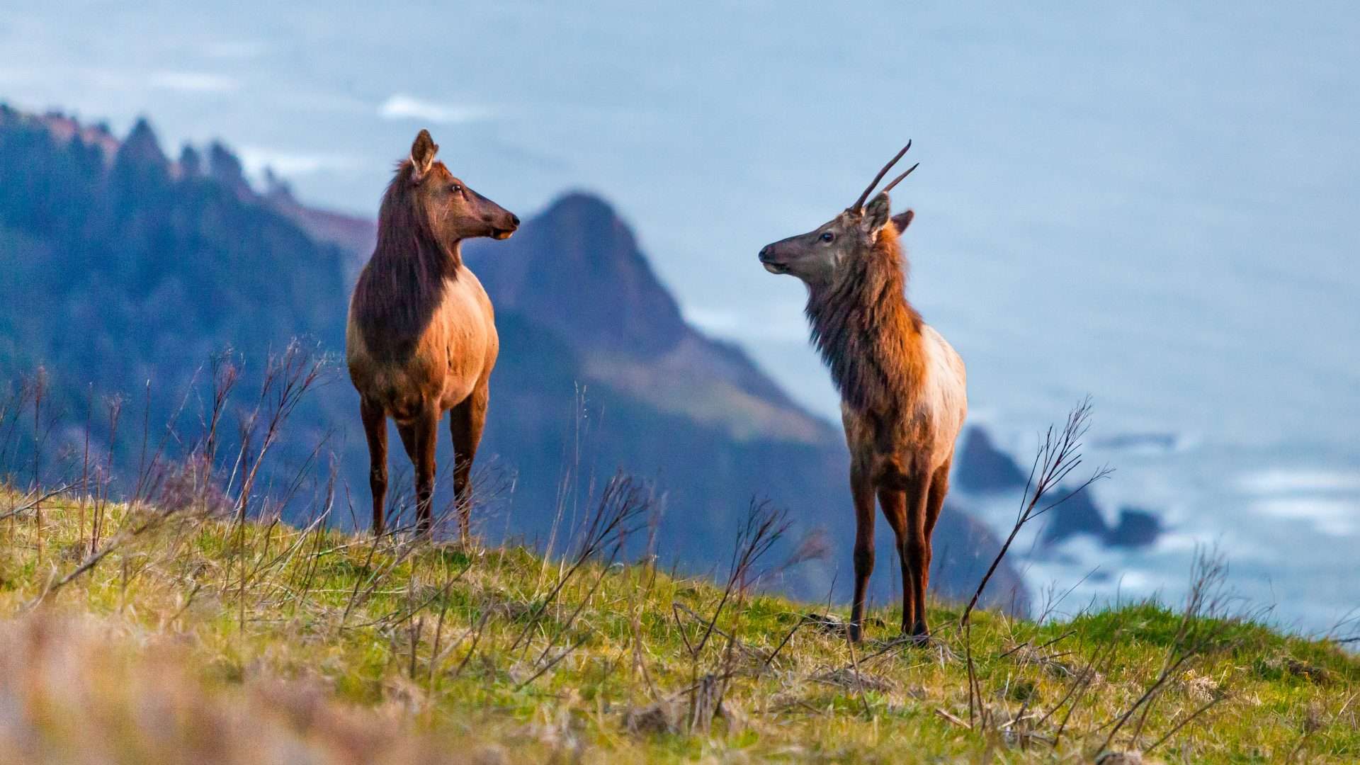 Two elk stand on a high promontory with lower headlands and a blue ocean in the background.
