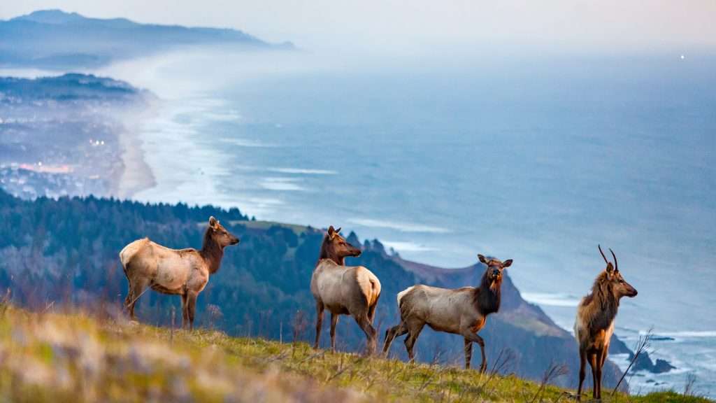 Four elk stand on a very steep meadow against a backdrop of lower headlands, a coastal city, and blue ocean.
