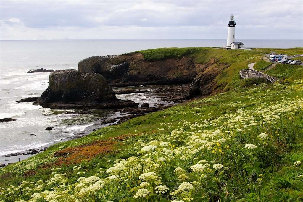 A flower-covered ocean headland with a lighthouse in the distance.