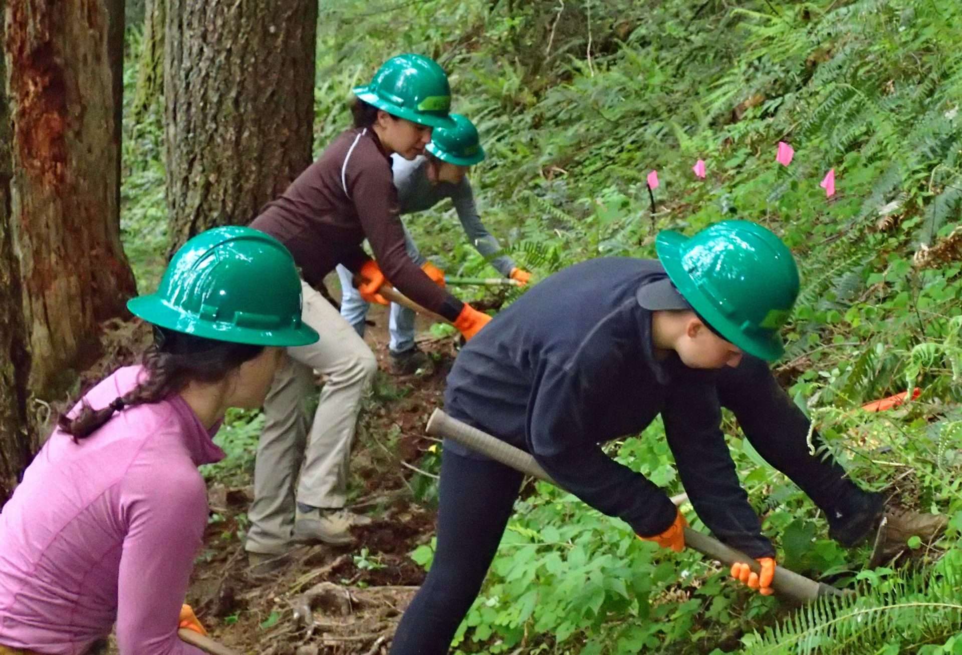 Four trail volunteers in green hard hats dig into a vegetated hillside to restore the original trail width.