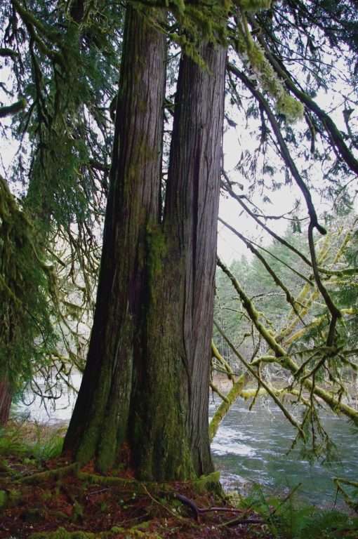 A tall cedar tree with two trunks grows next to a river.