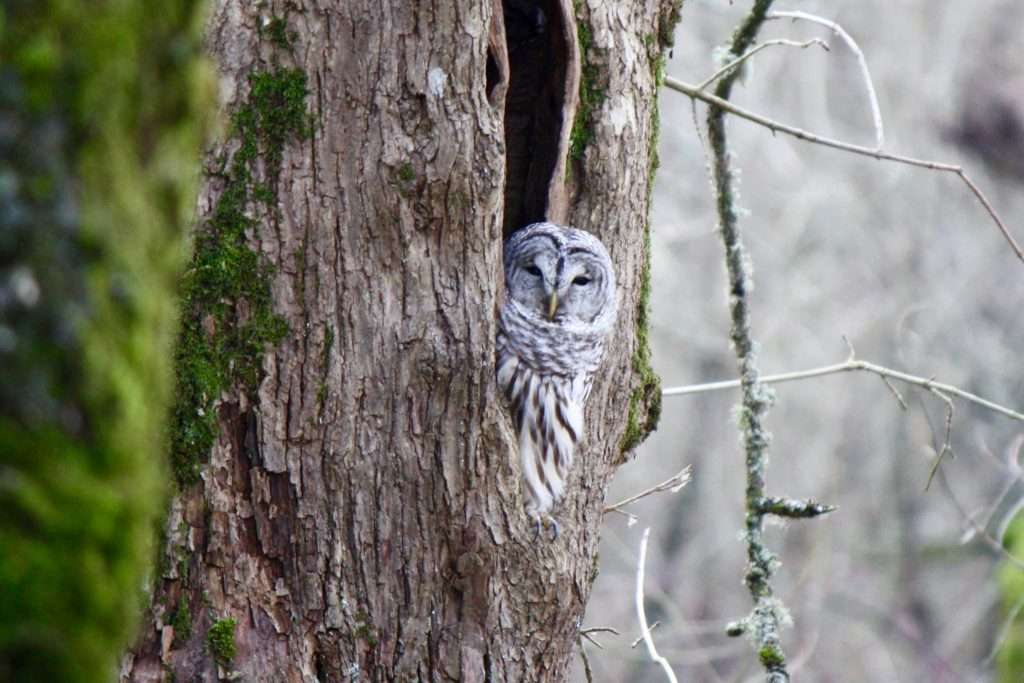An owl sleepily peers out of a hollow tree