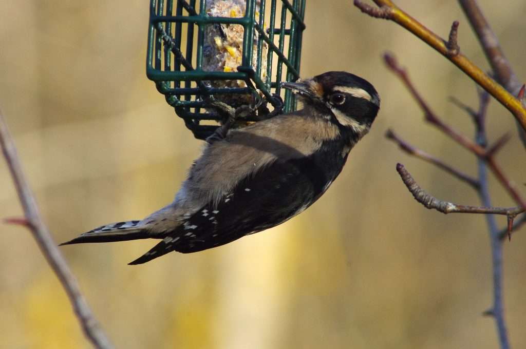 A small black and white woodpecker hangs from a cage that contains bird feed.