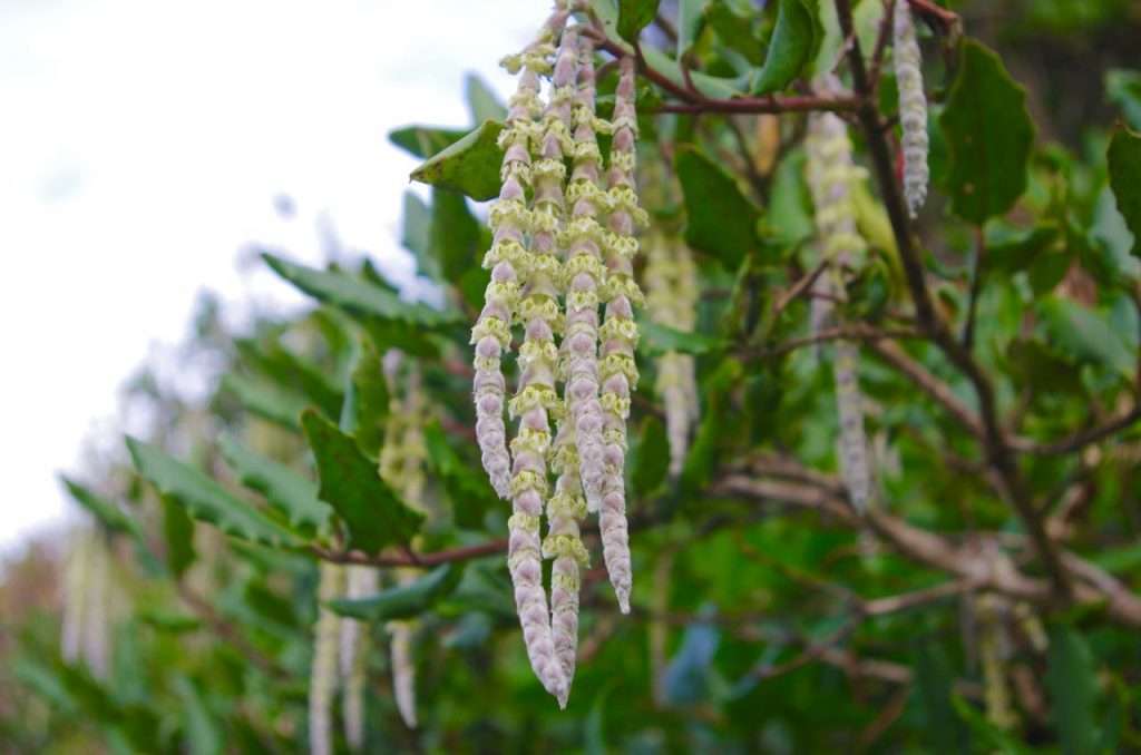 The cream-colored pendants of male coast silktassel flowers hang from a green bush
