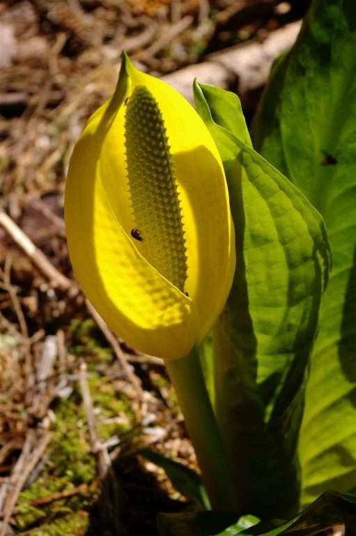 A bright yellow oval-shaped lily-like flower with large green leaves