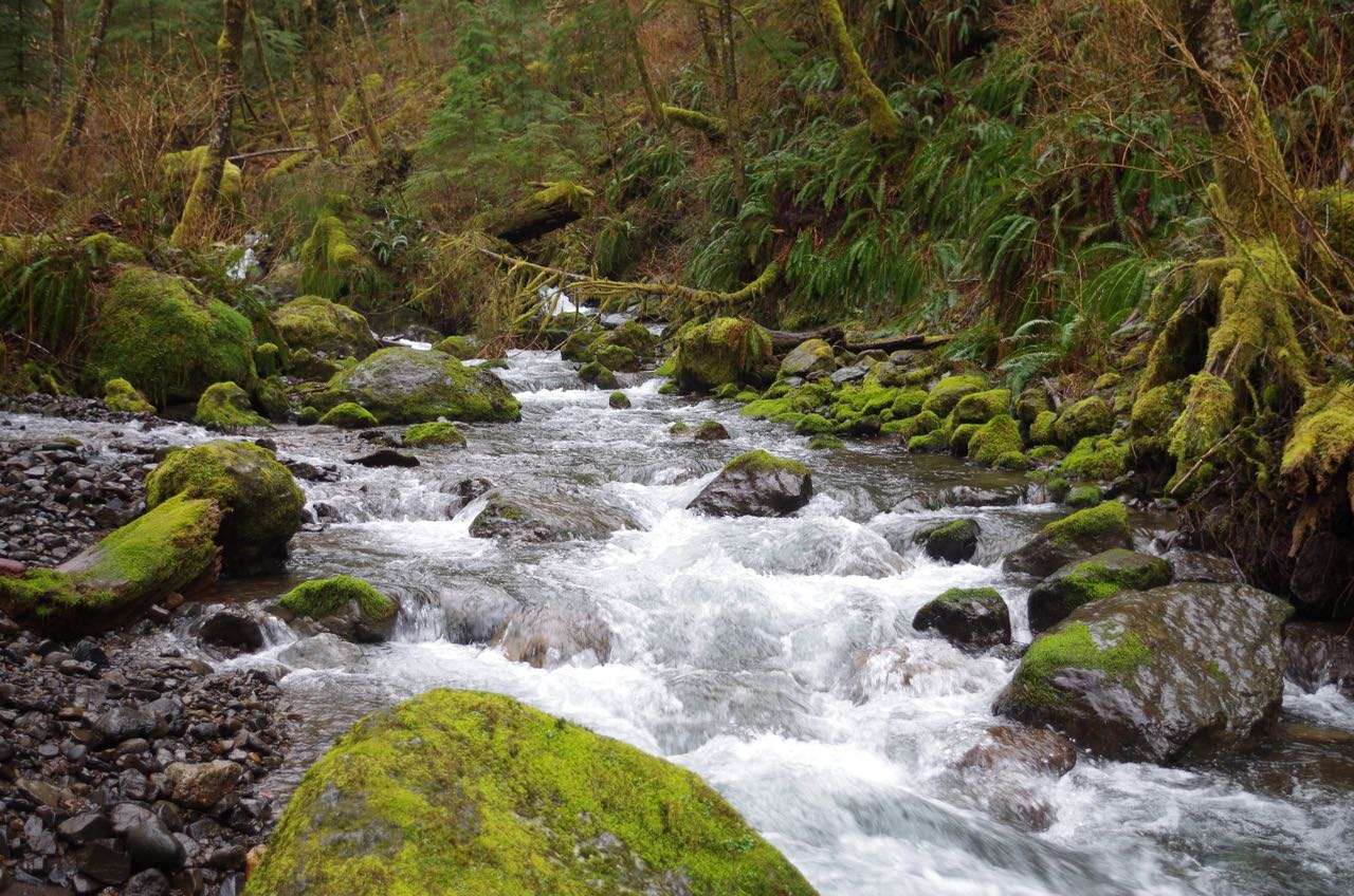 A stream tumbles down through mossy boulders below a fern-covered hillside.