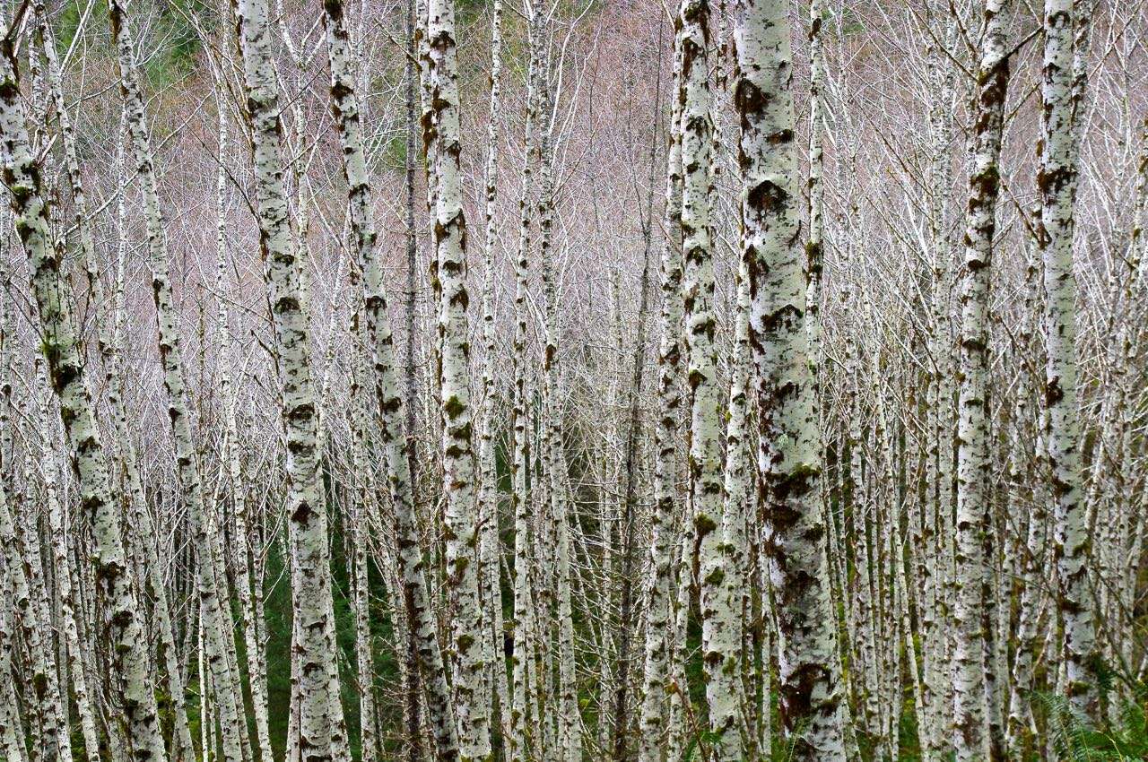 Numerous white-barked alder trees grow closely together.
