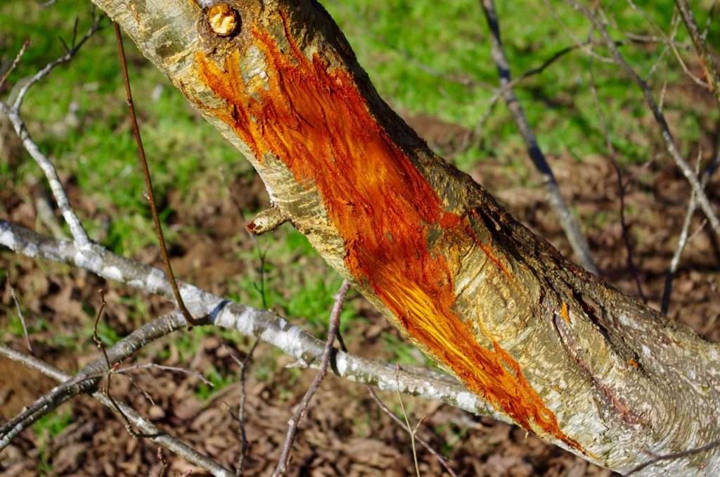 A gray-barked tree trunk where some of the bark has been rubbed off by an elk, exposing the red inner bark.