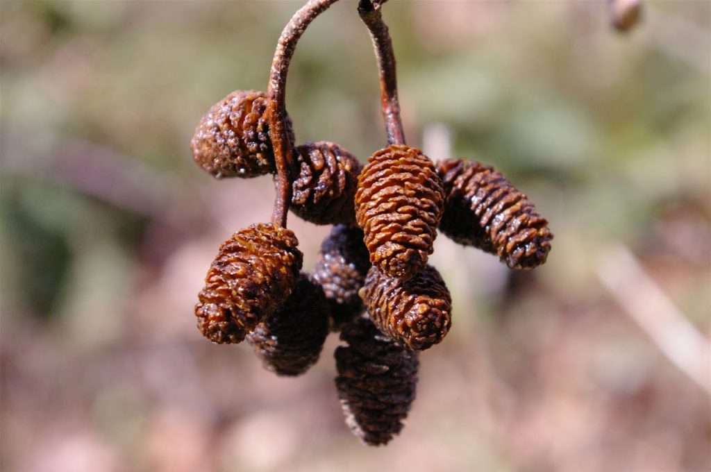 A cluster of small dark brown cones hanging from twigs