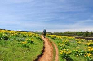  person walks away from the camera along a dirt road through a field of yellow flowers