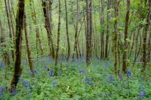 Blue flowers growing under a canopy of trees.