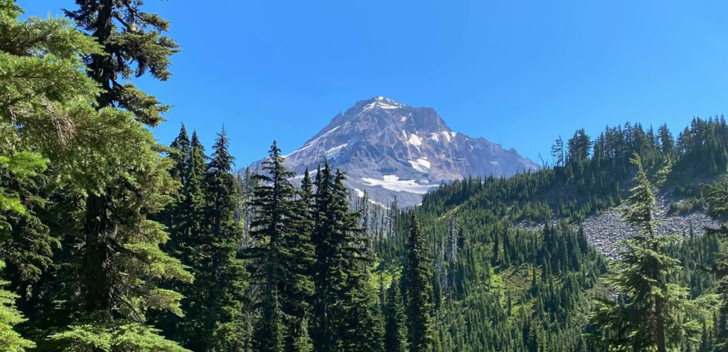 The summit of Mount Hood rises up from behind a foreground of green trees.