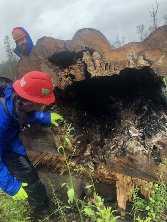 A person in a red hard hat leans down to look into the burned out hollow inside of a fallen tree.